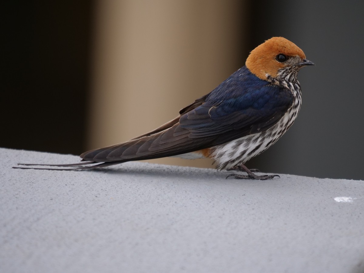 Lesser Striped Swallow - Frank Coman