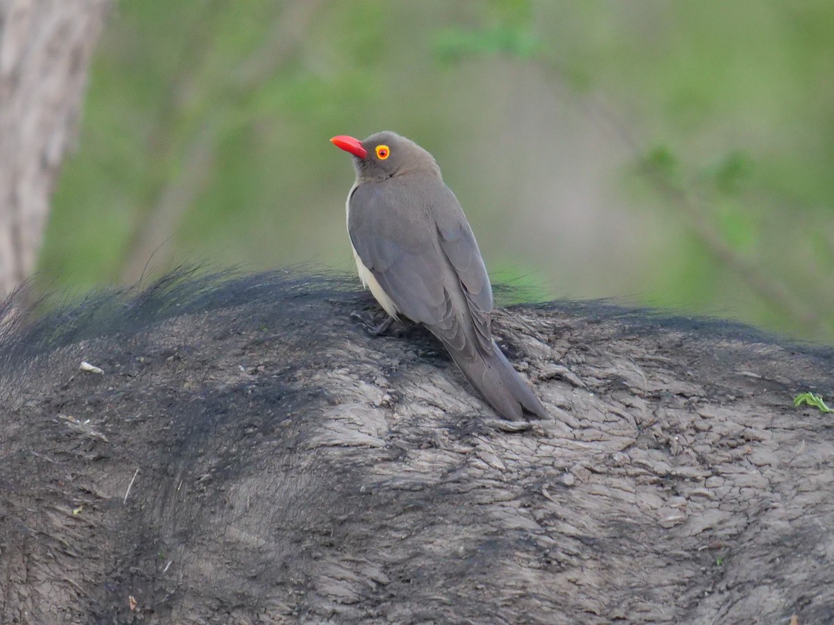 Red-billed Oxpecker - ML151763091