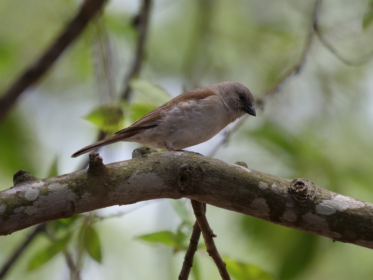 Southern Gray-headed Sparrow - Frank Coman