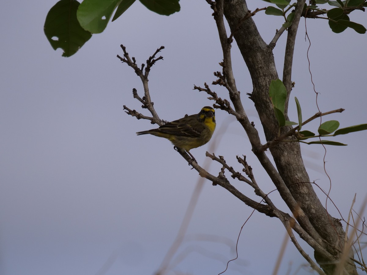 Yellow-fronted Canary - ML151763411