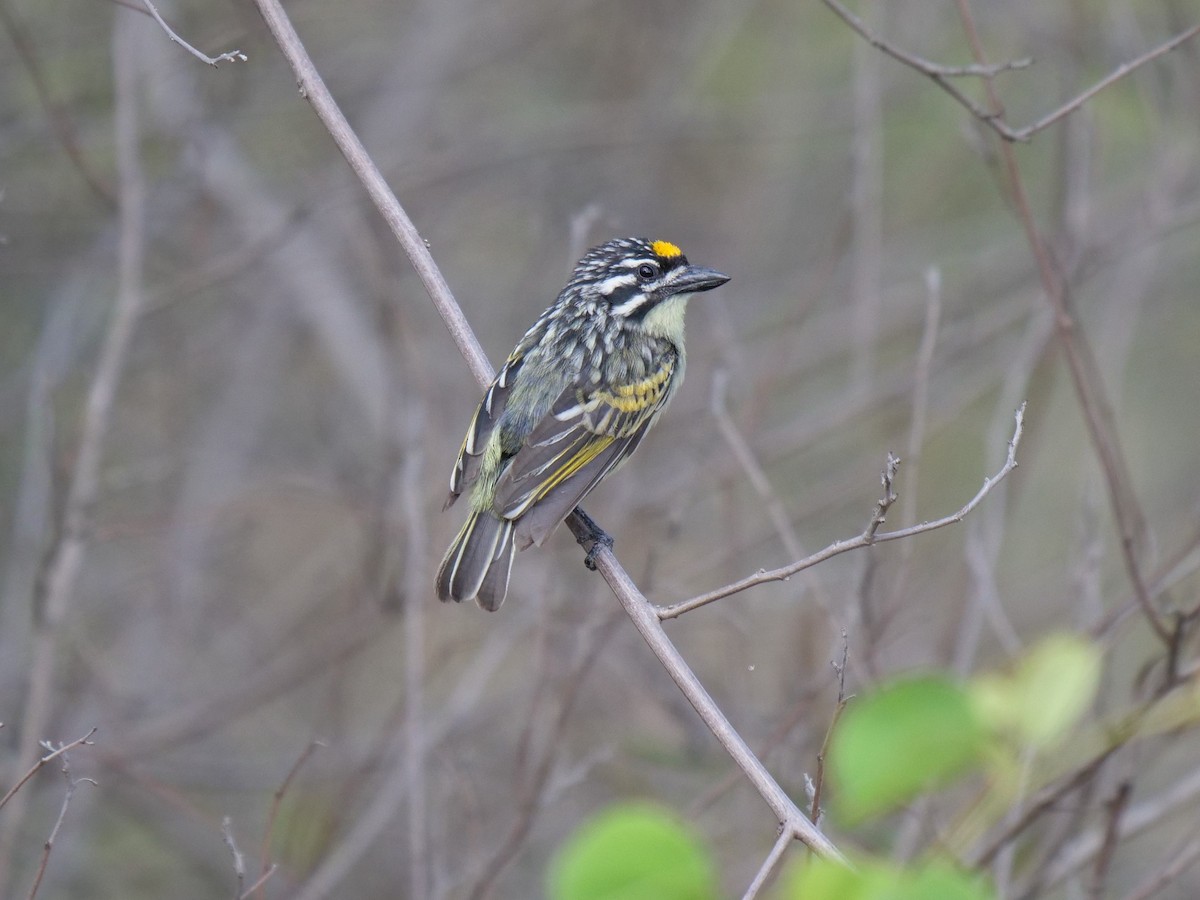 Yellow-fronted Tinkerbird - ML151763521