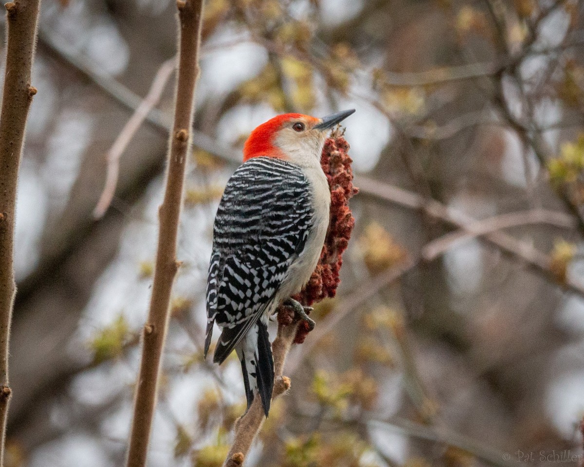 Red-bellied Woodpecker - Pat Schiller