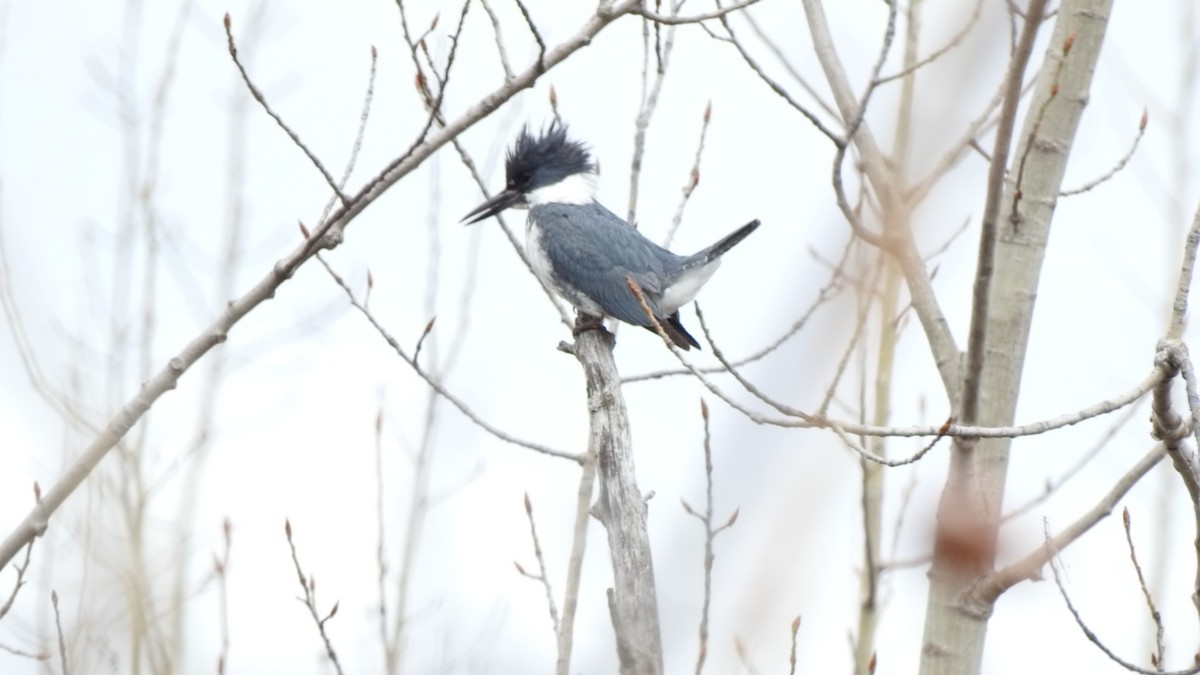 Belted Kingfisher - Marco Vachon