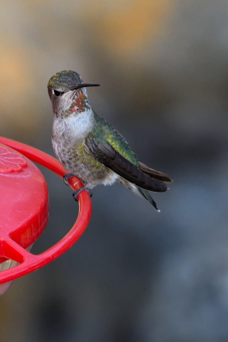 Anna's Hummingbird - ML151765311