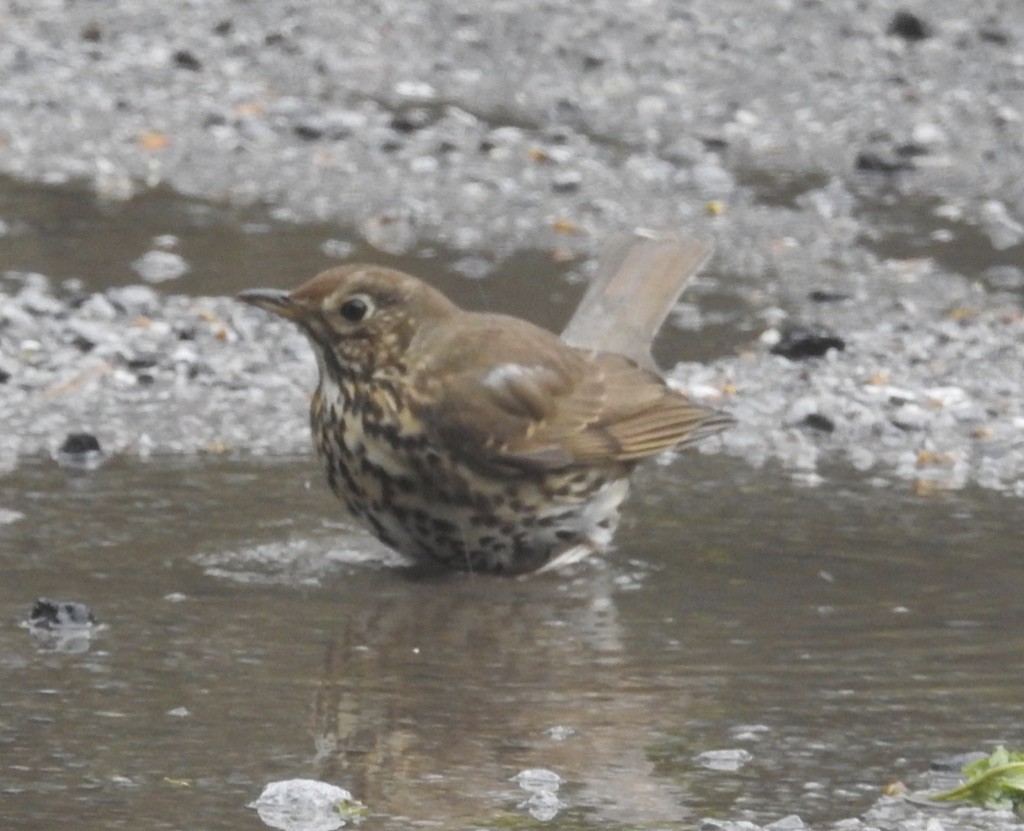 Song Thrush - Mike Coulson