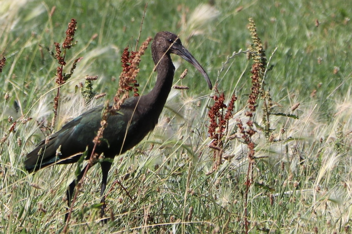 ibis americký - ML151766401