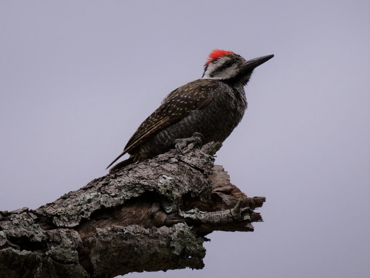 Bearded Woodpecker - Frank Coman