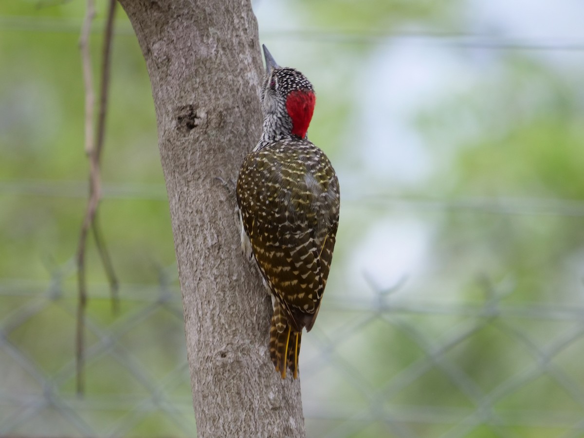 Golden-tailed Woodpecker - Frank Coman