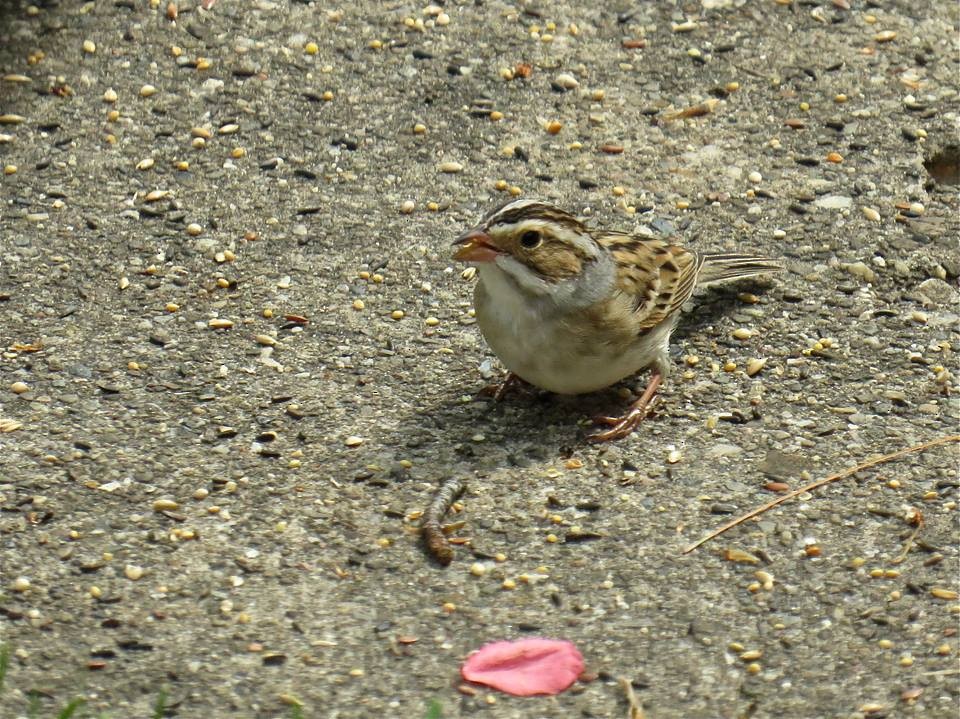 Clay-colored Sparrow - Paula Aschim