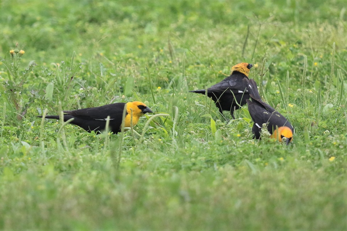 Yellow-headed Blackbird - ML151767861