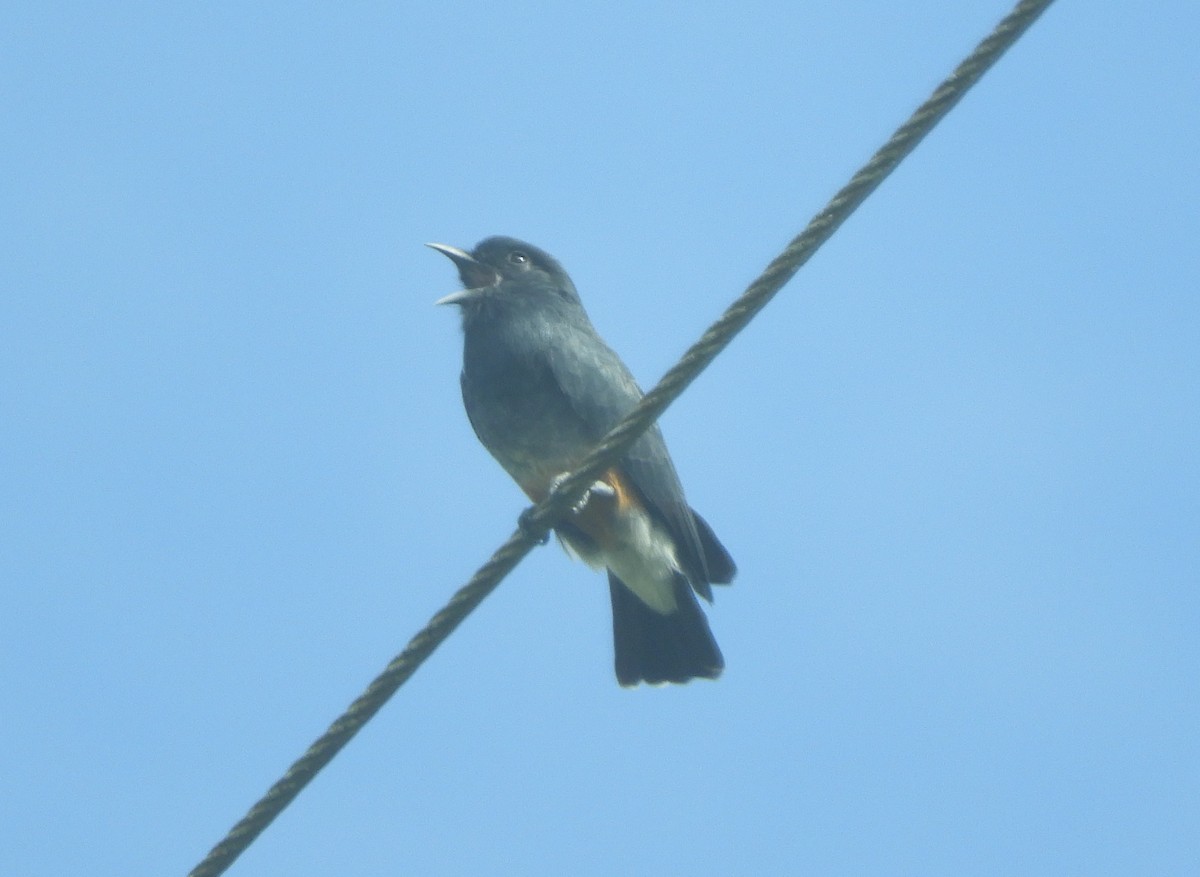Swallow-winged Puffbird - Daniel Orizano