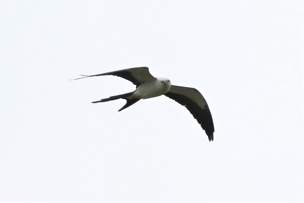 Swallow-tailed Kite - ML151768801
