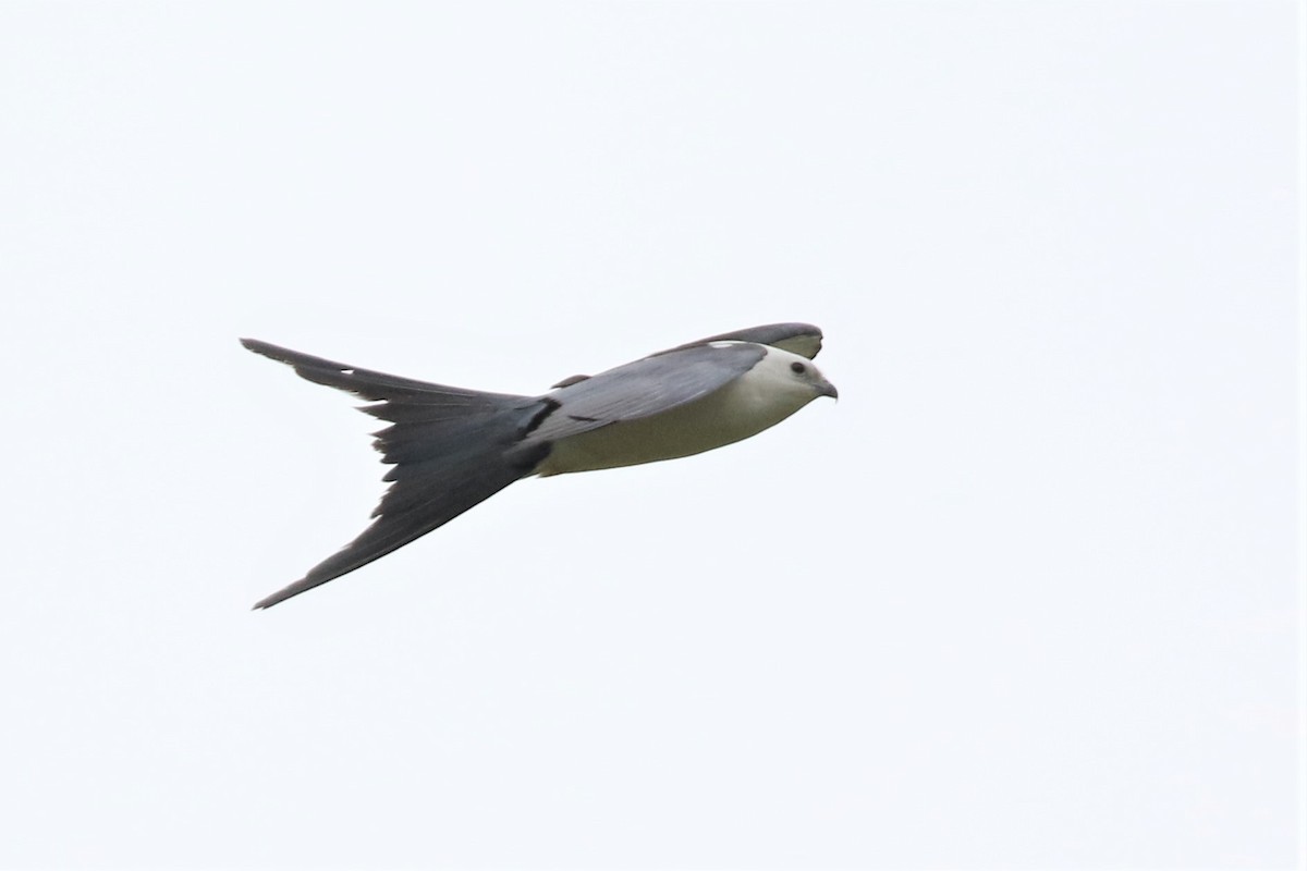 Swallow-tailed Kite - ML151768821