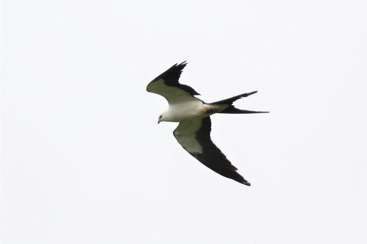 Swallow-tailed Kite - ML151768851