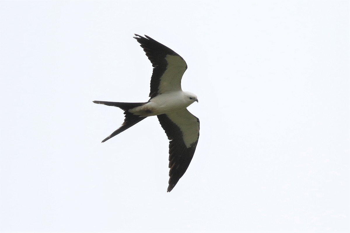 Swallow-tailed Kite - ML151768861