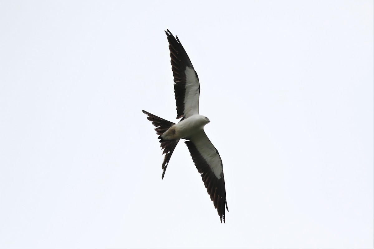 Swallow-tailed Kite - ML151768881