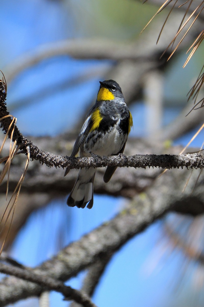 Yellow-rumped Warbler (Audubon's) - ML151768981