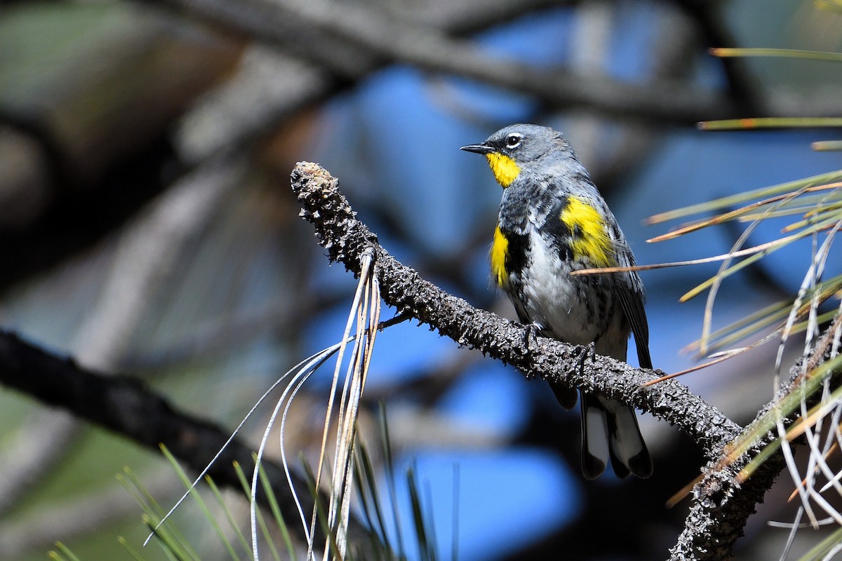Yellow-rumped Warbler (Audubon's) - ML151769121