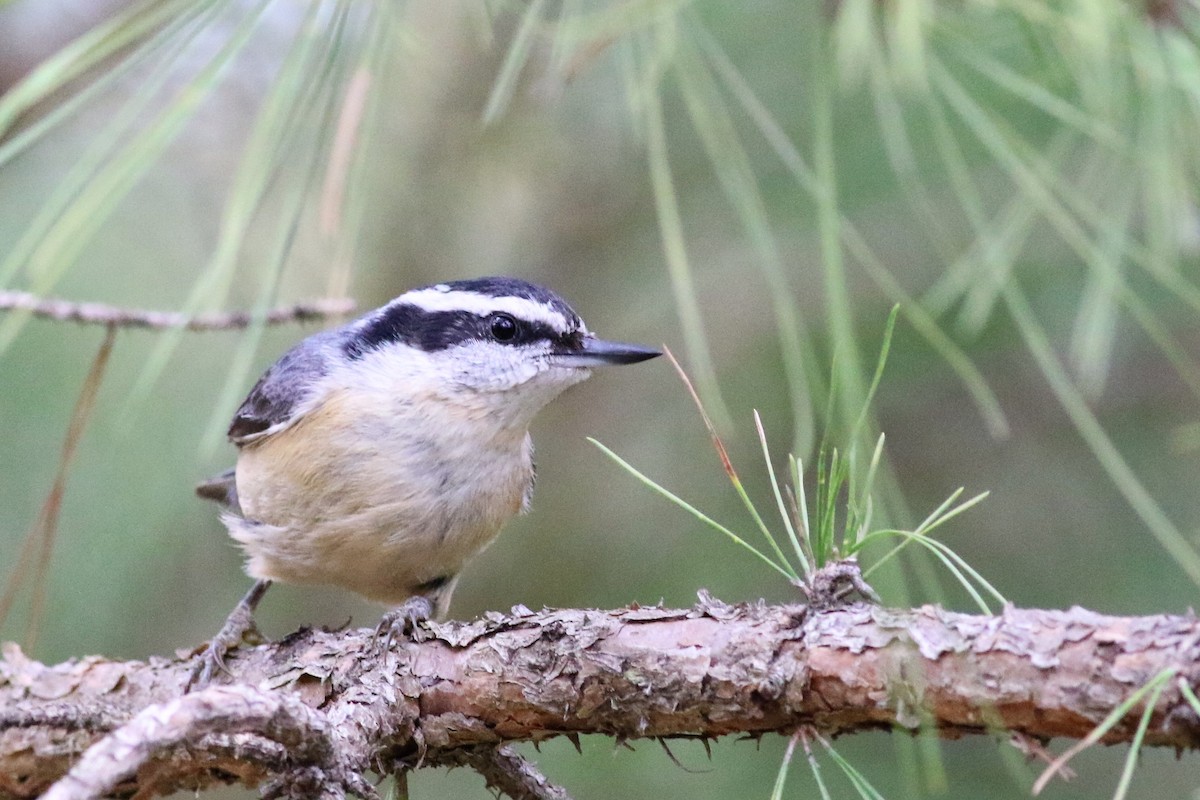 Red-breasted Nuthatch - ML151769151