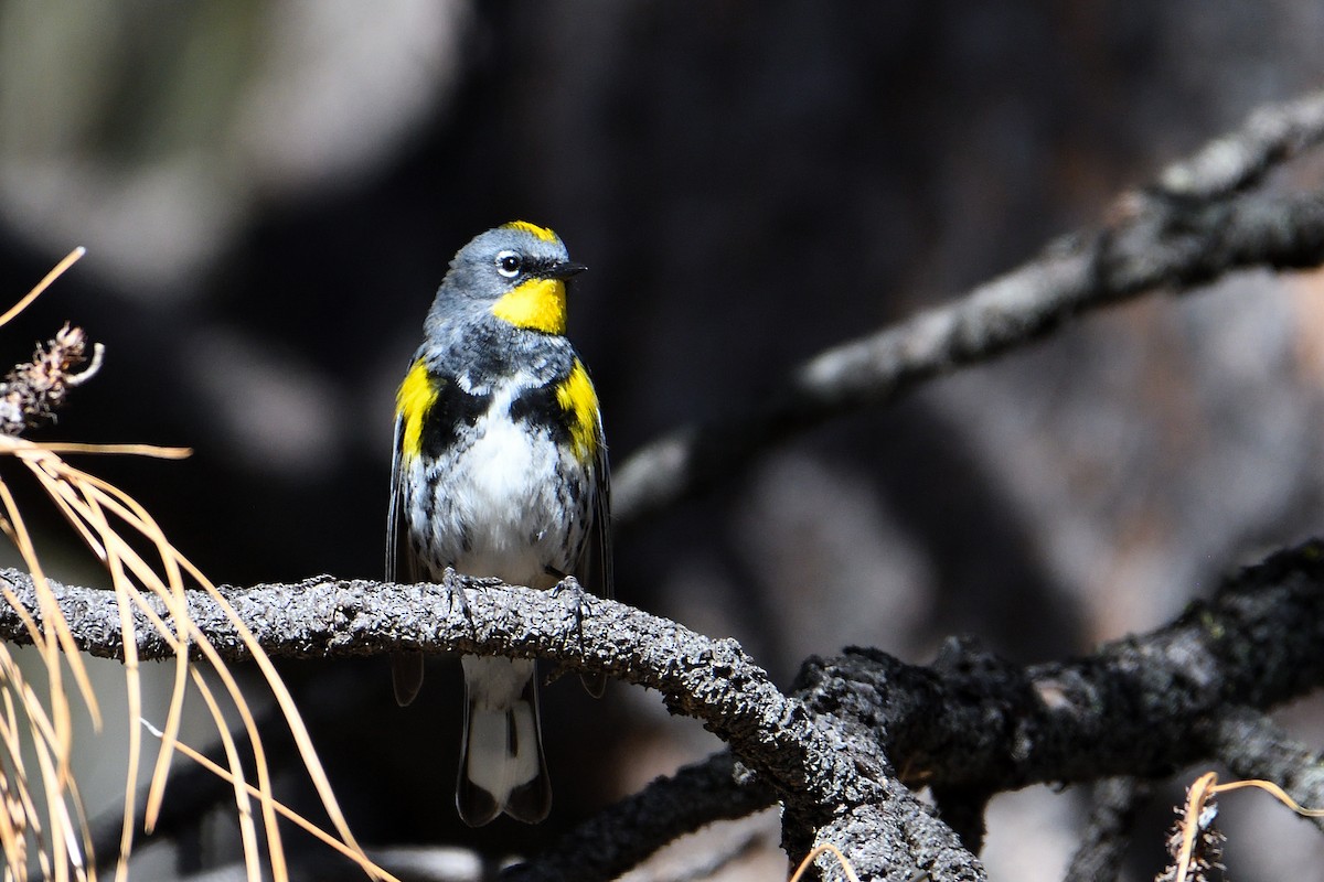 Yellow-rumped Warbler (Audubon's) - ML151769161