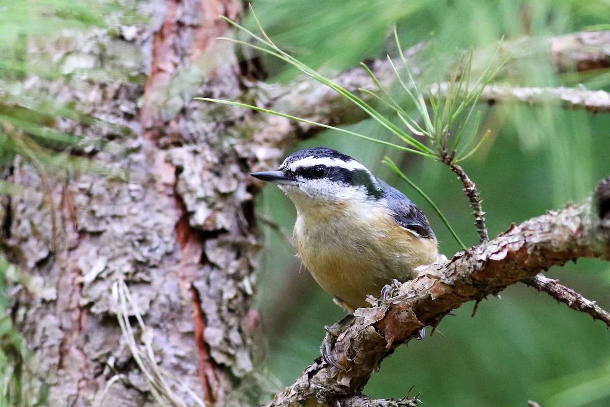 Red-breasted Nuthatch - Ronald Goddard