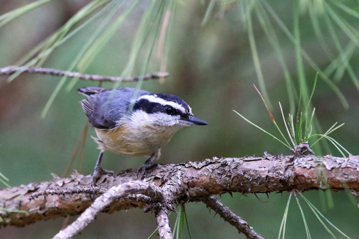 Red-breasted Nuthatch - ML151769191