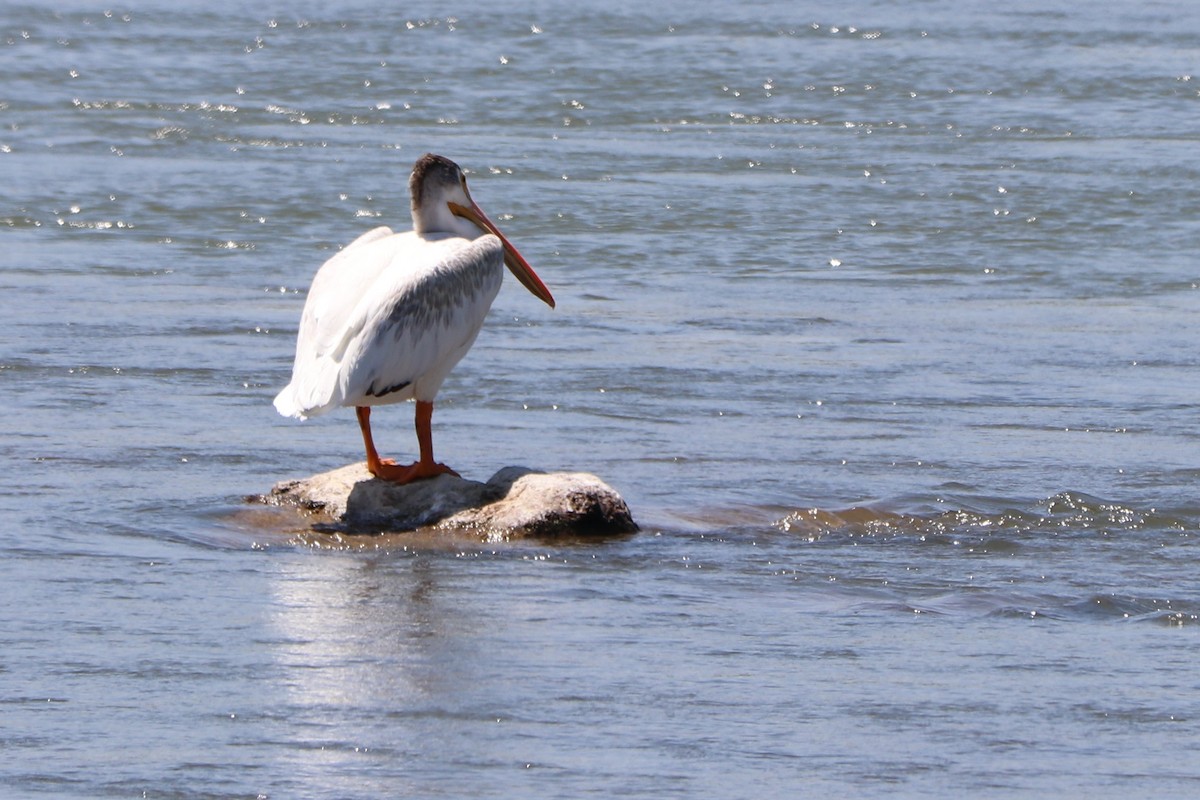 pelikán severoamerický - ML151770771