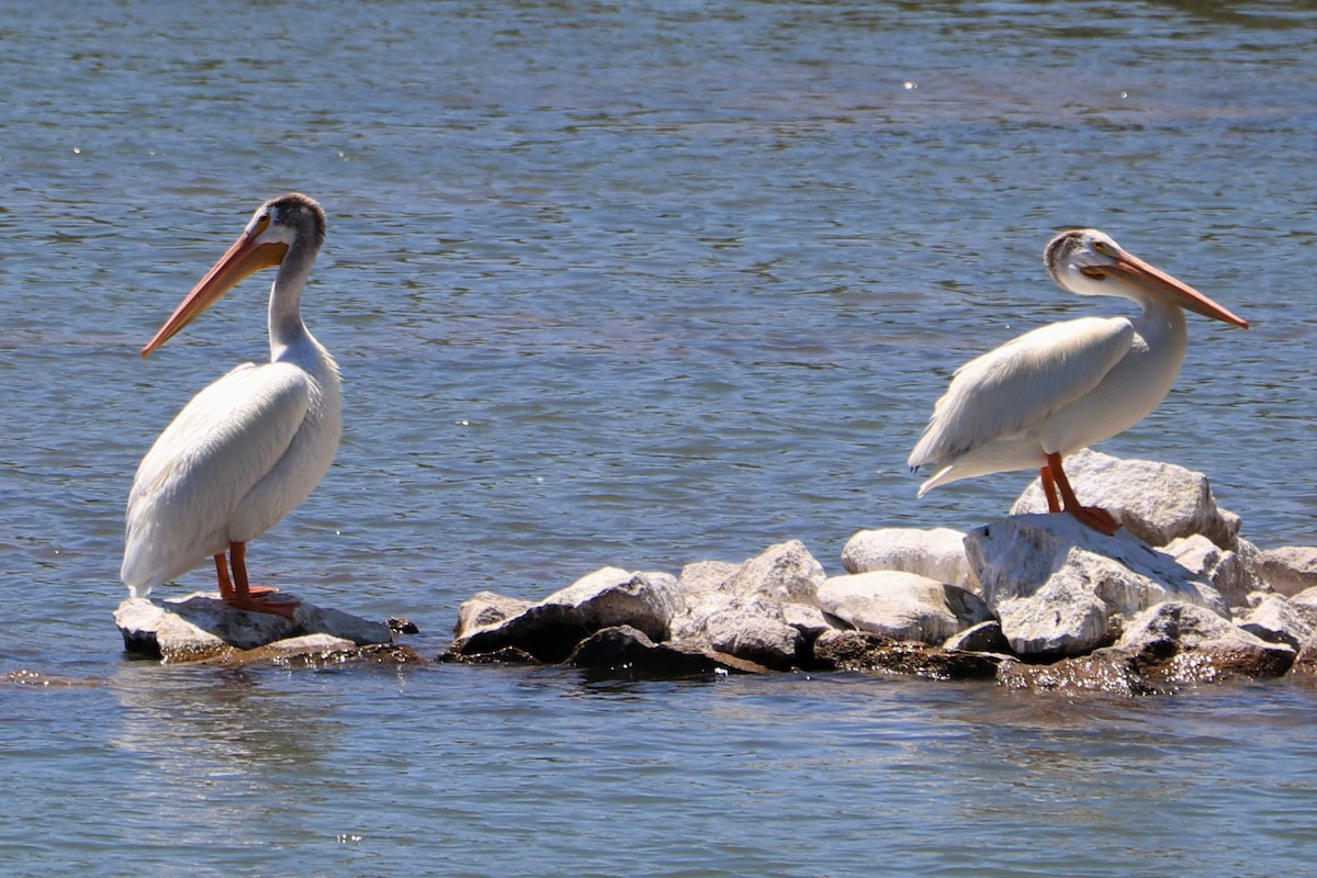 pelikán severoamerický - ML151770791