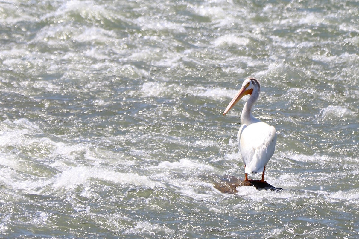 pelikán severoamerický - ML151770831