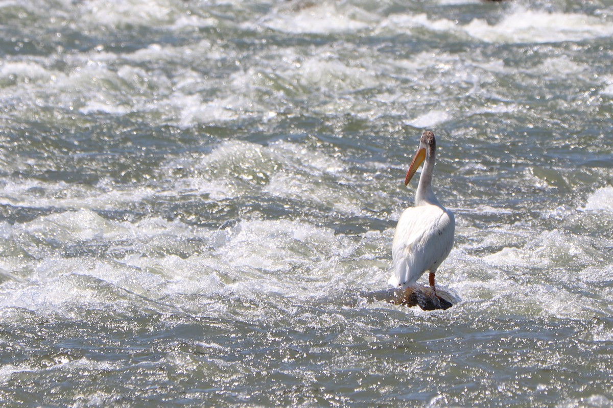 pelikán severoamerický - ML151770841