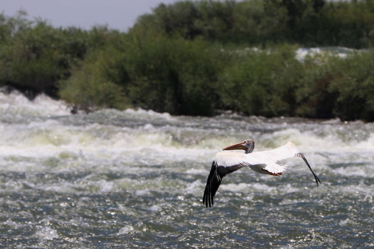 pelikán severoamerický - ML151770861