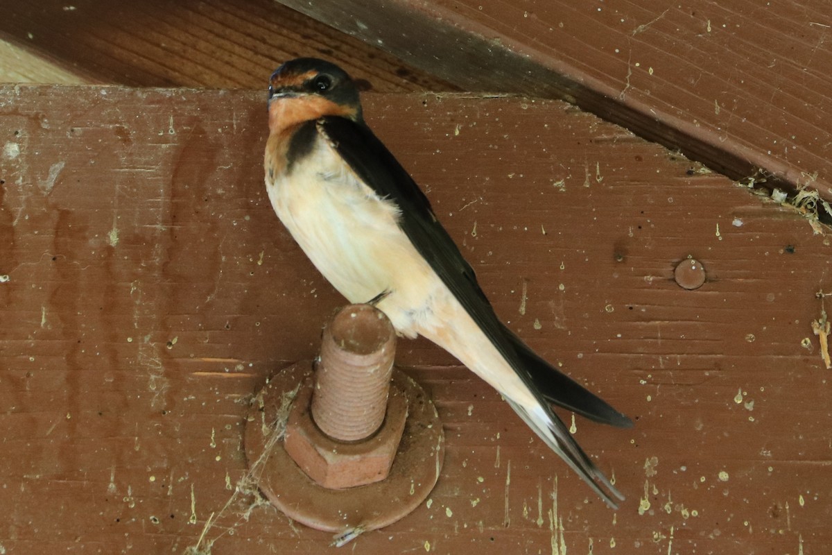 Barn Swallow - ML151771471