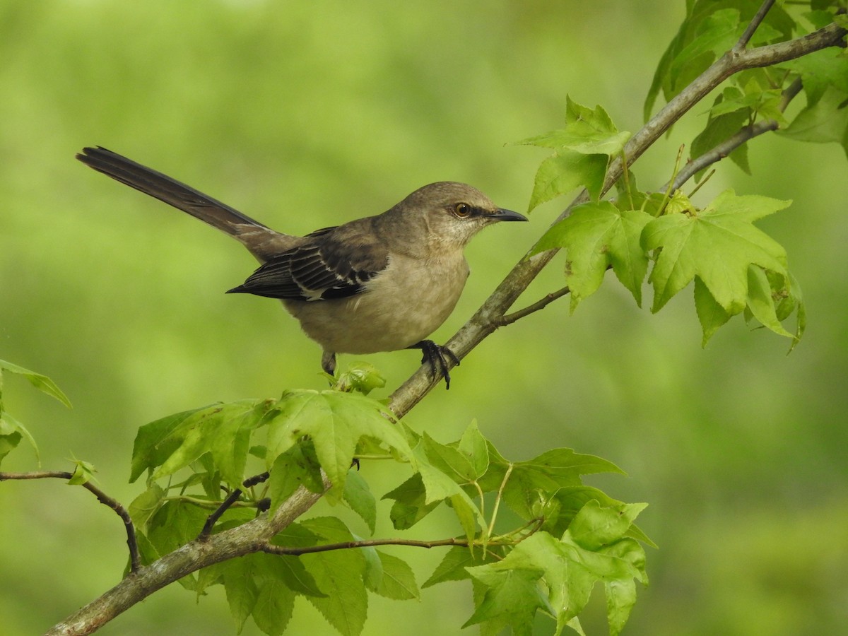 Northern Mockingbird - P Chappell