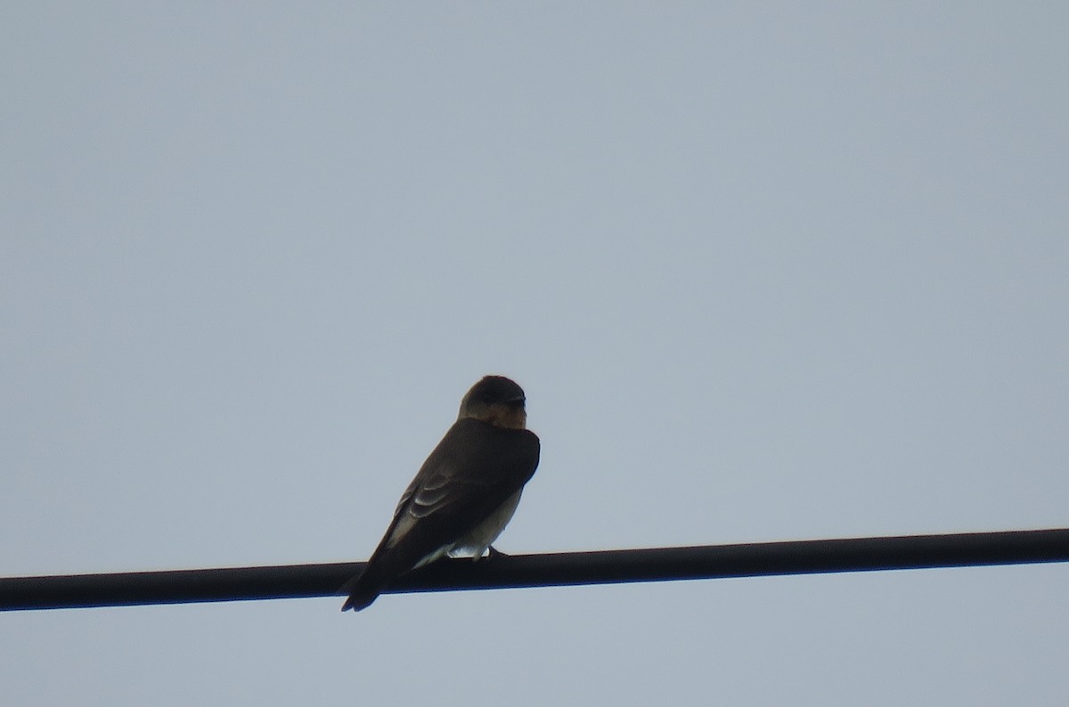 Southern Rough-winged Swallow - ML151771851