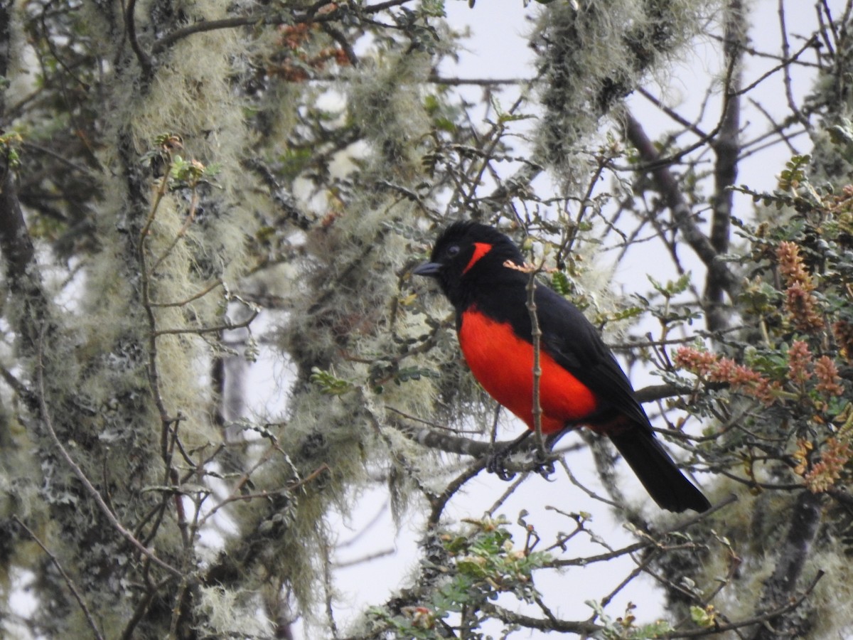 Scarlet-bellied Mountain Tanager - ML151772161