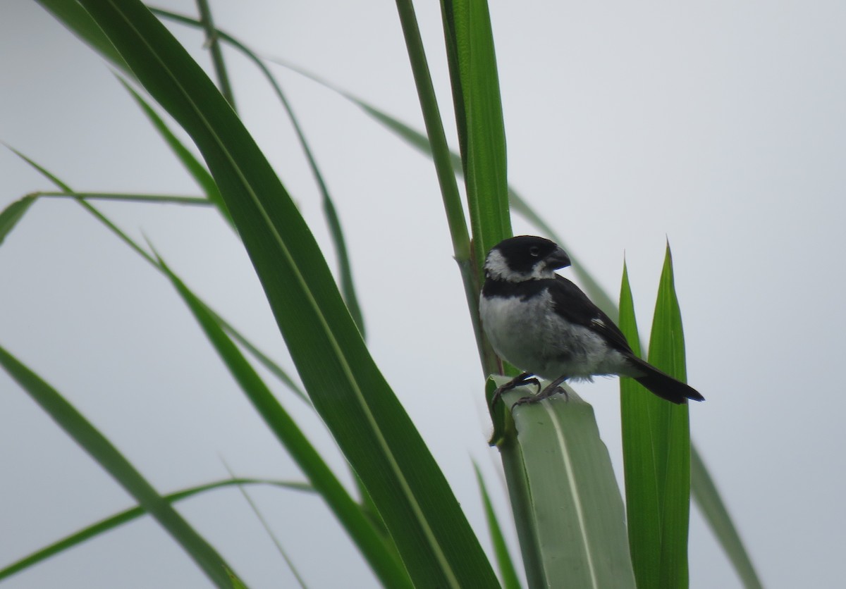 Variable Seedeater - ML151772261