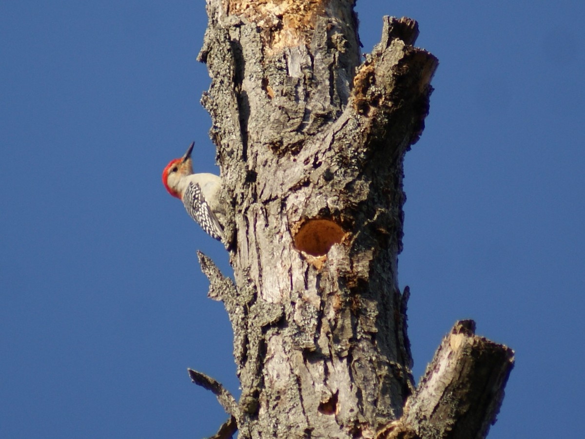 Red-bellied Woodpecker - ML151772621