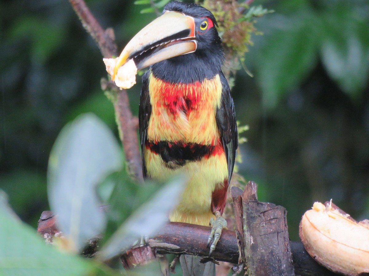 Collared Aracari (Pale-mandibled) - Keith Leonard