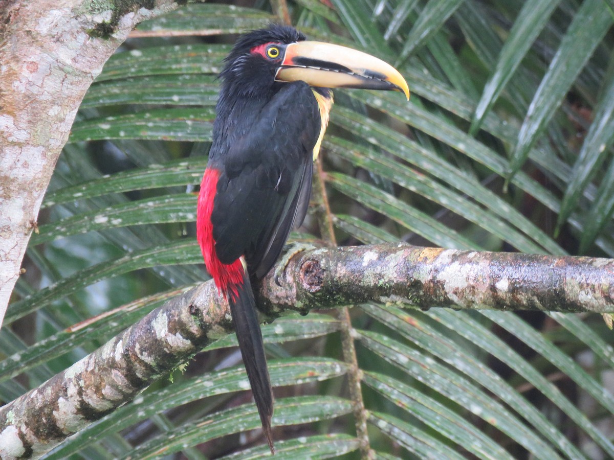 Collared Aracari (Pale-mandibled) - Keith Leonard