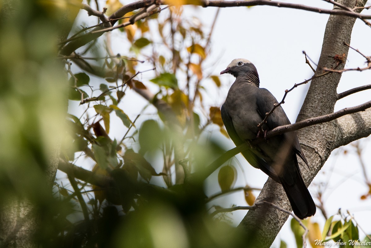 White-crowned Pigeon - Mary Ann Wheeler