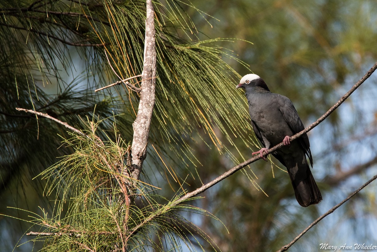 White-crowned Pigeon - ML151773831
