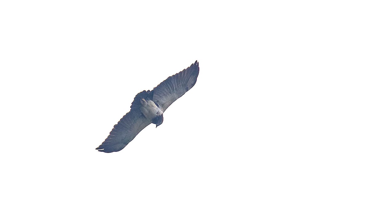 Black-chested Buzzard-Eagle - ML151774711