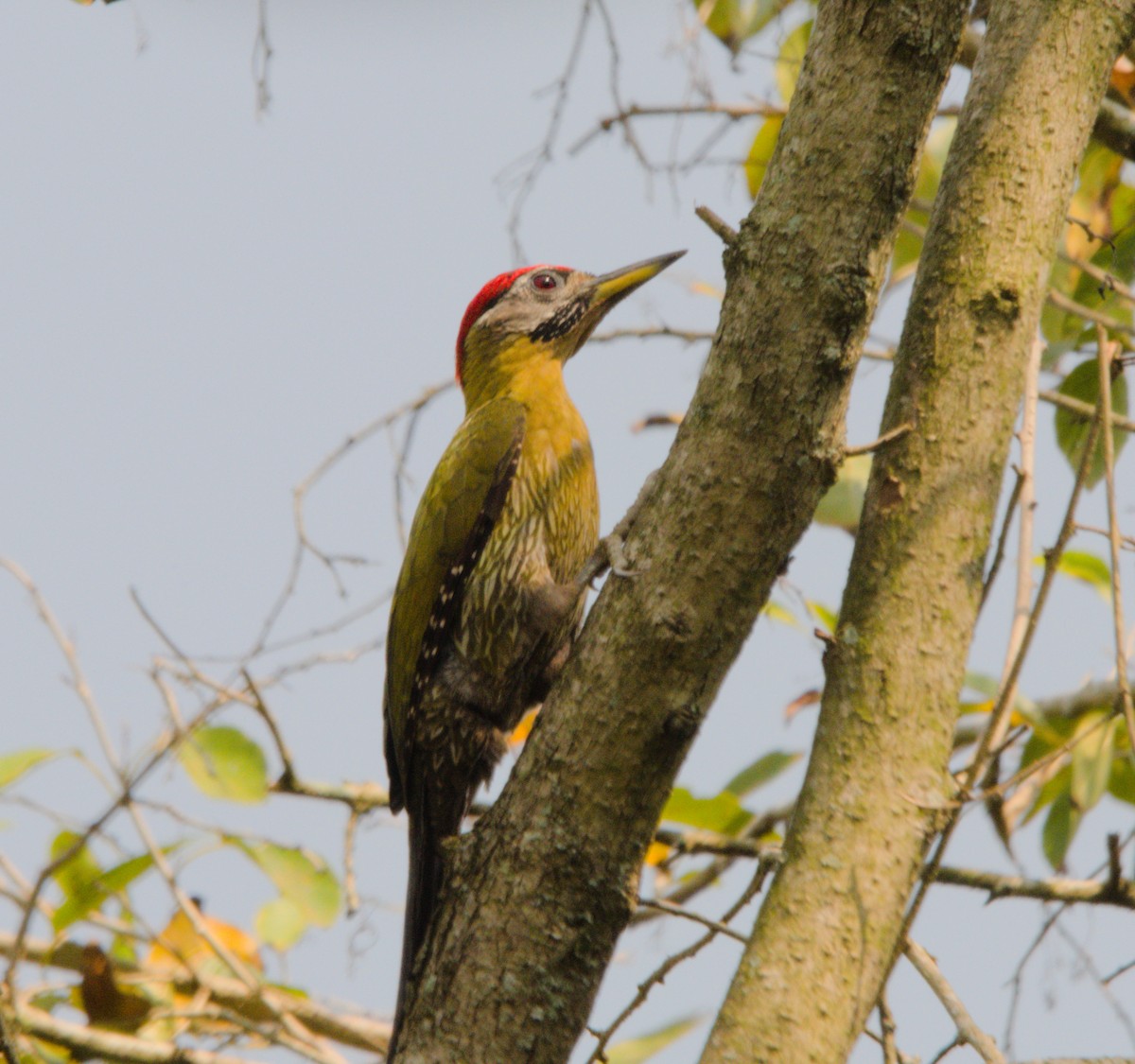 Laced Woodpecker - Gary Wood