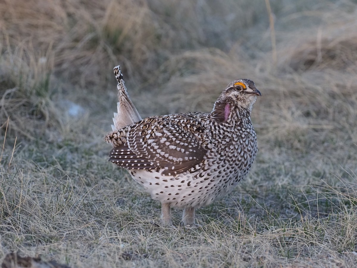 Sharp-tailed Grouse - John Anderson