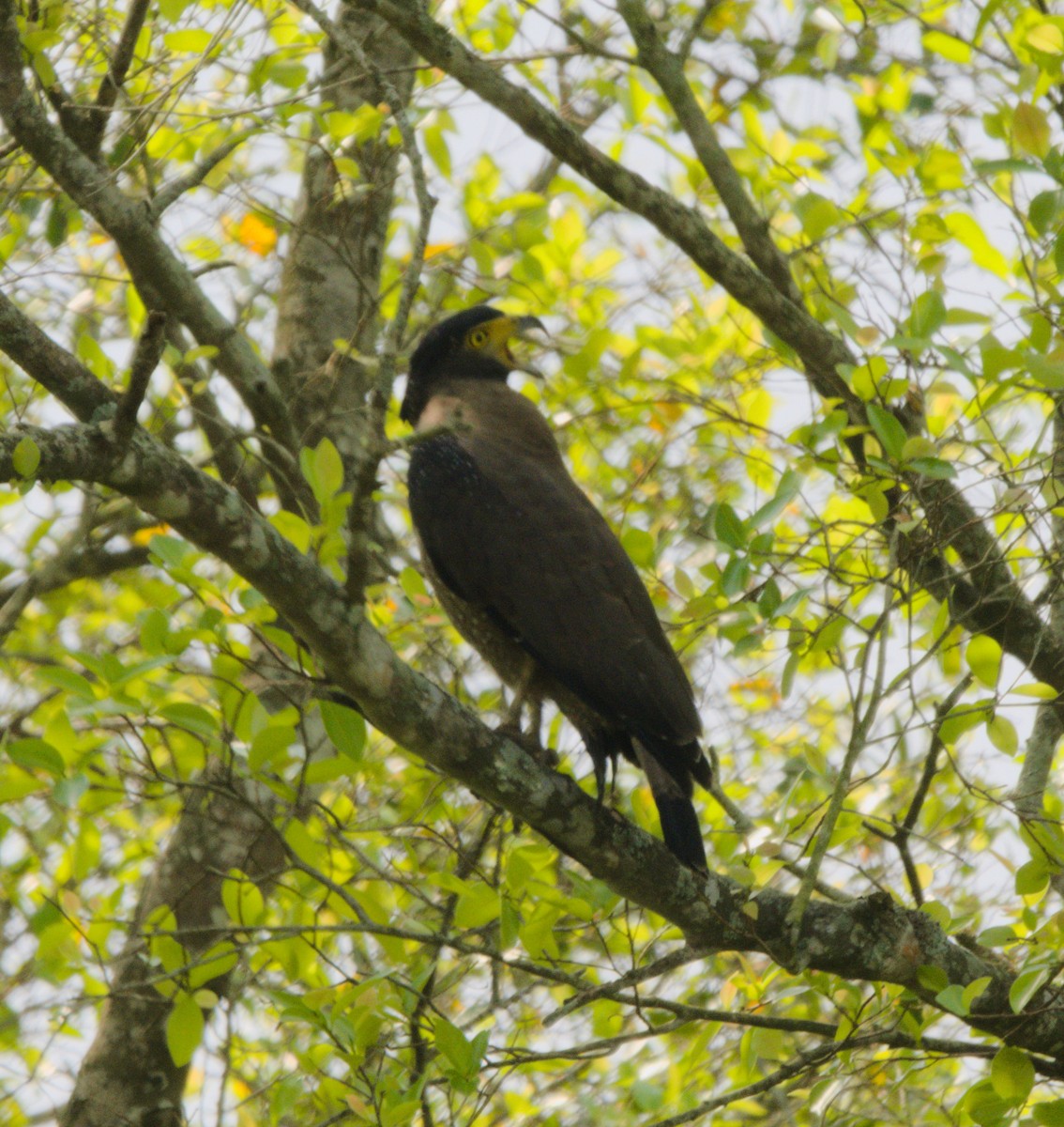 Crested Serpent-Eagle - ML151775291