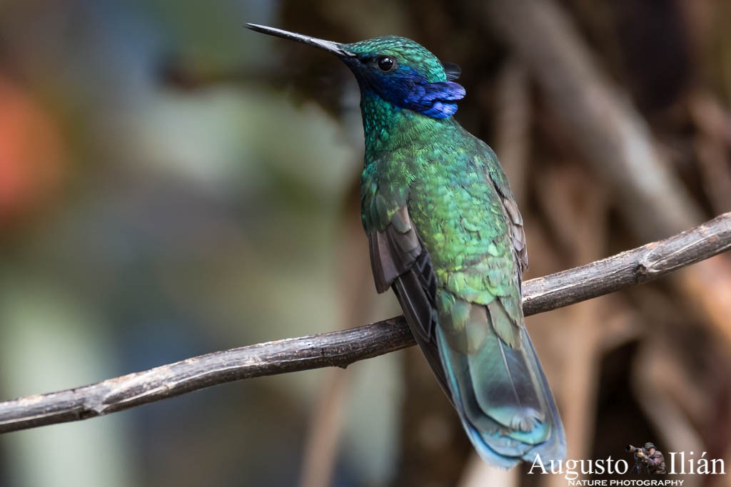 kolibřík modrolící - ML151775461