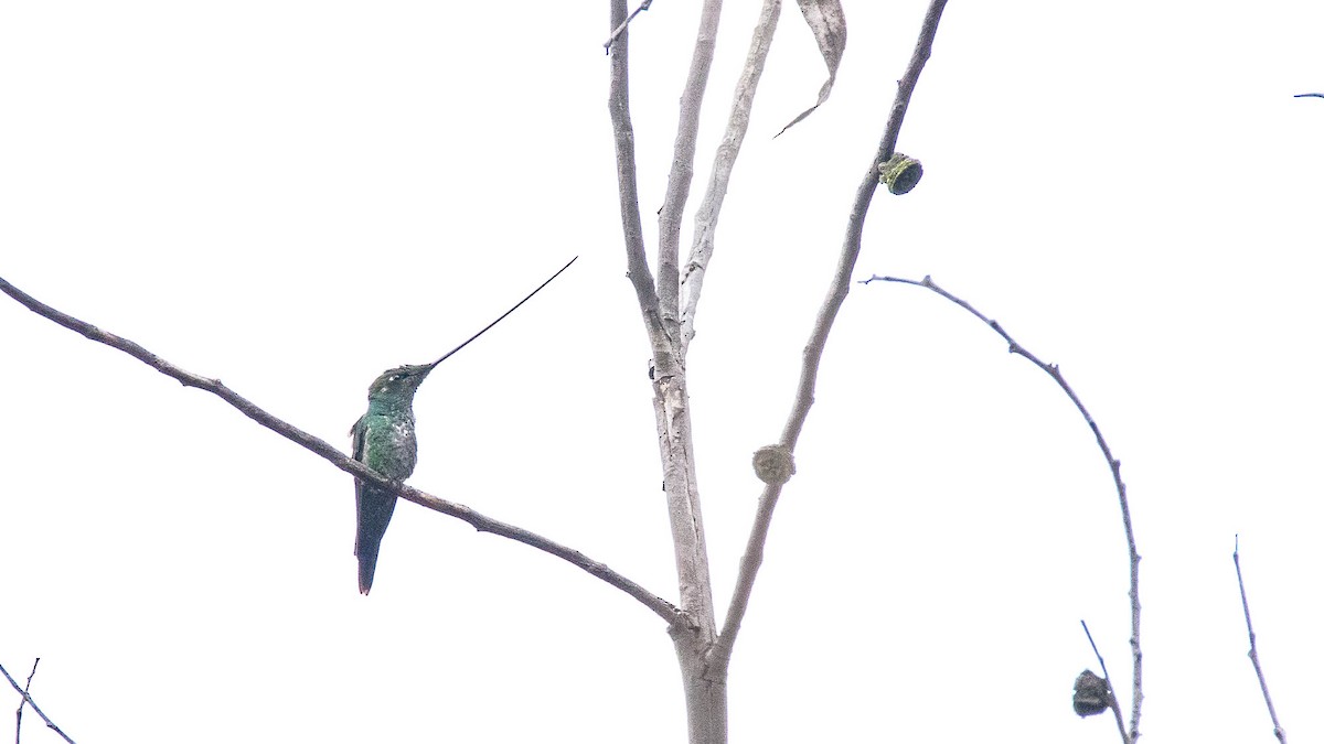 Sword-billed Hummingbird - Denis Rivard