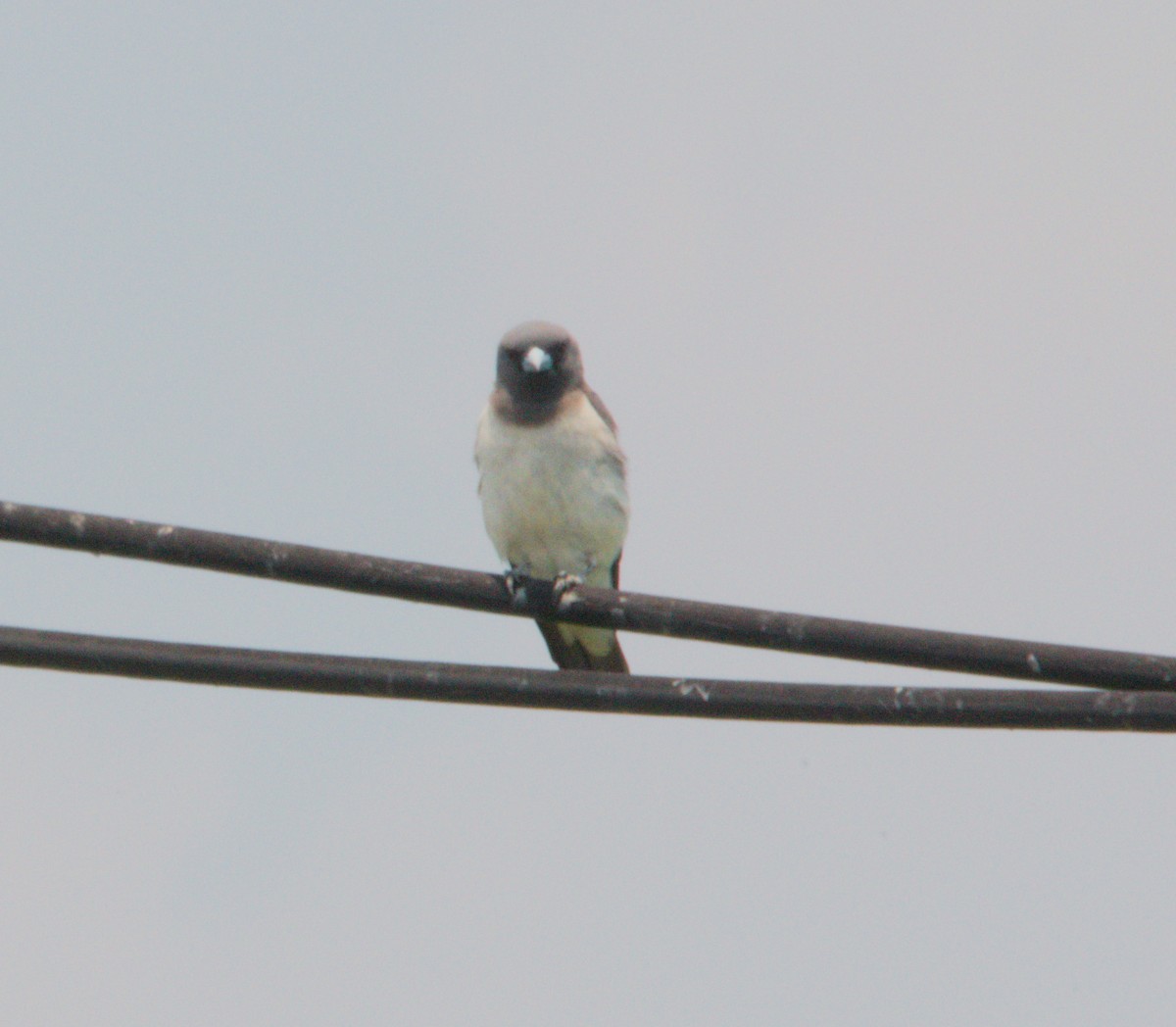 White-breasted Woodswallow - ML151776931
