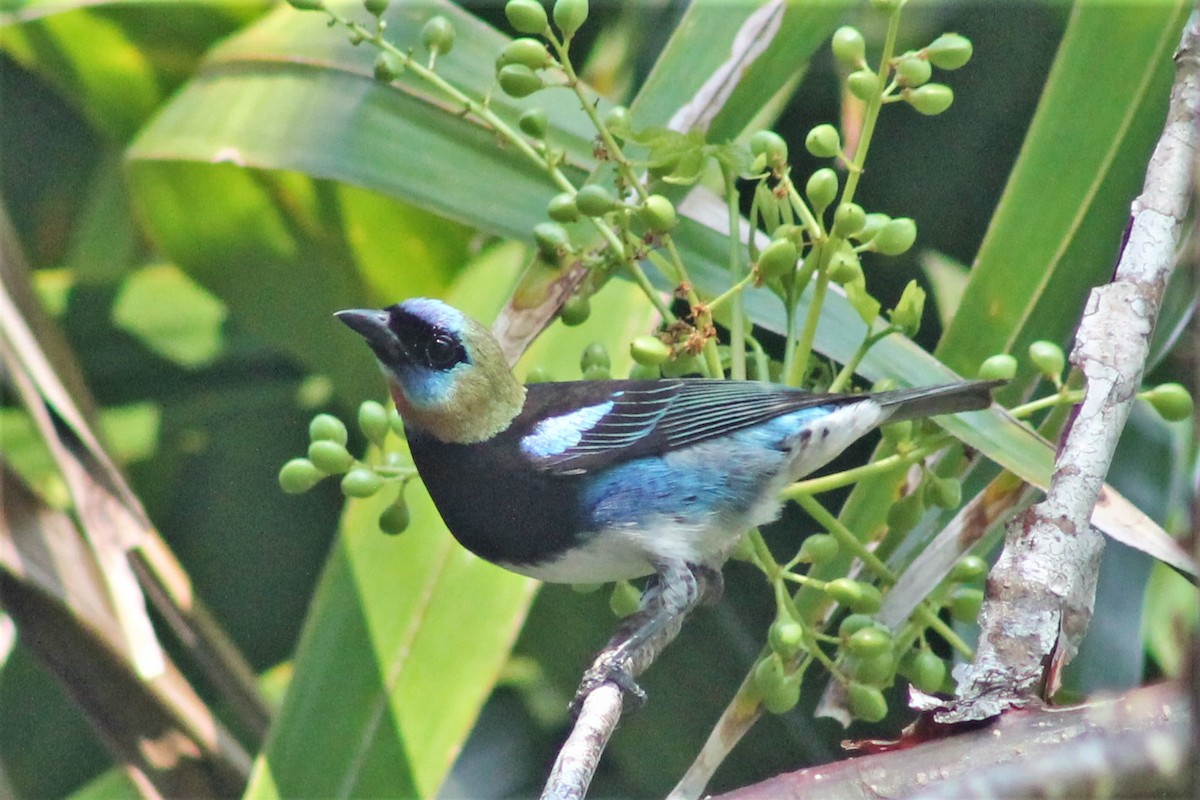Golden-hooded Tanager - Greg Laverty