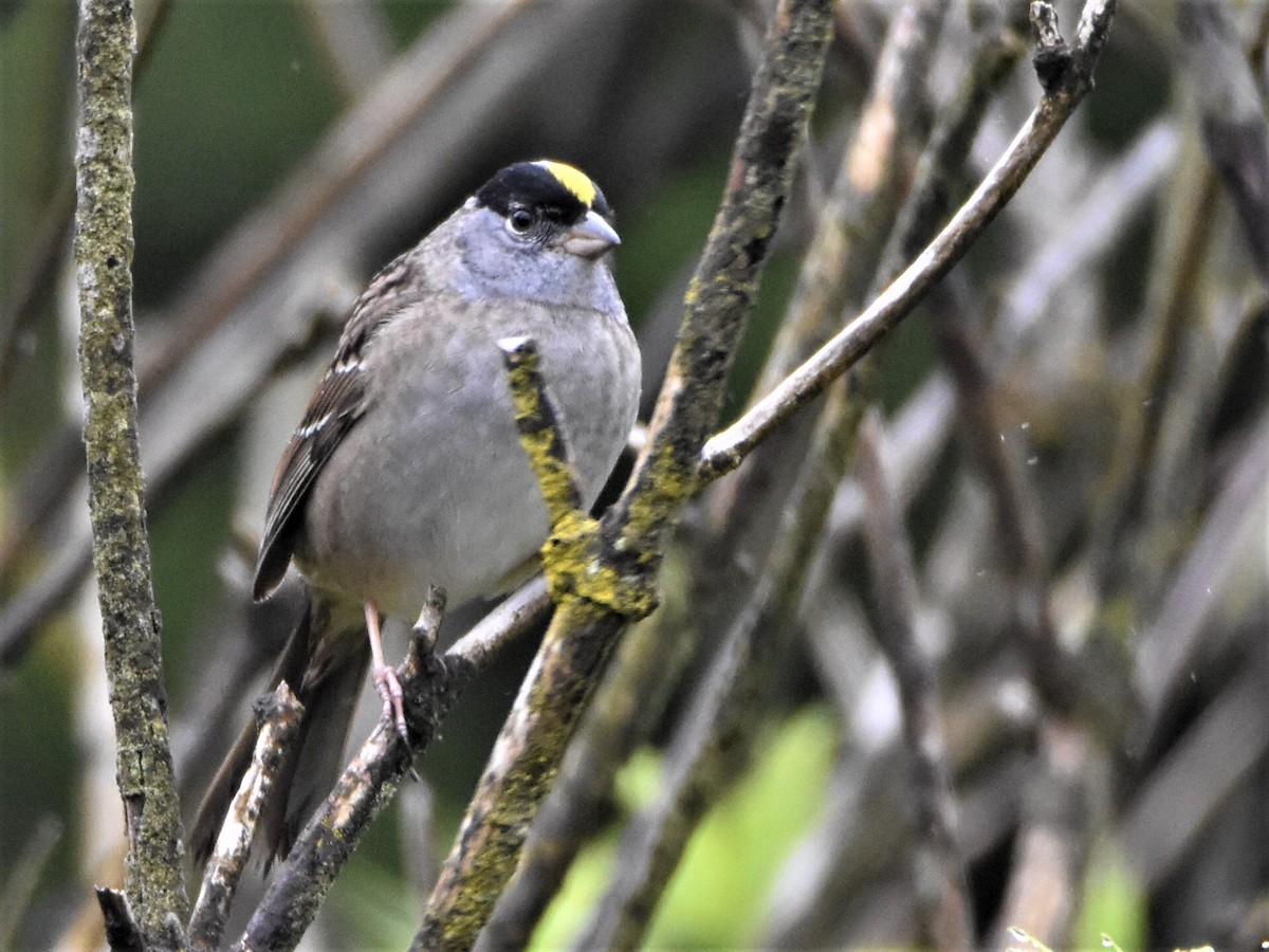 Golden-crowned Sparrow - Ron Allmand